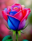 ATTIA BATOOL